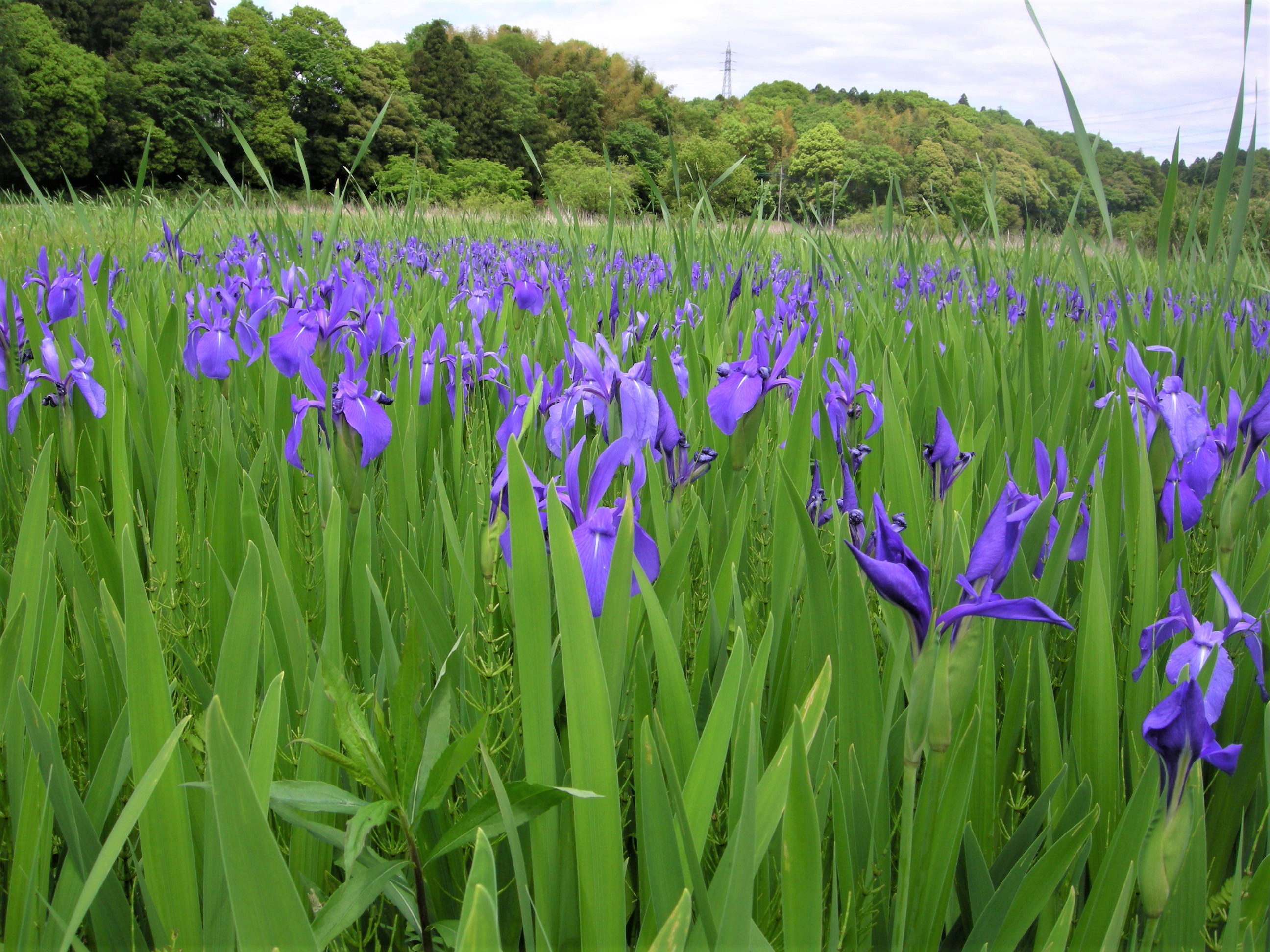 森の植物の歳時記》［63］ 【カキツバタ（燕子花 杜若）】｜公益財団